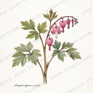 Bleeding Heart — vintage botanical The Plant Library print on a white background