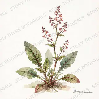 Bloody Dock (Red-Veined Sorrel) — vintage botanical The Plant Library print on a white background