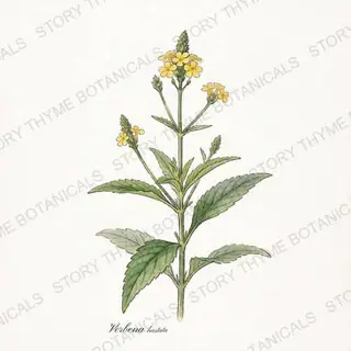 Blue Vervain — vintage botanical The Plant Library print on a white background