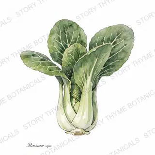 Bok Choy — vintage botanical The Plant Library print on a white background
