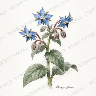 Borage — vintage botanical The Plant Library print on a white background