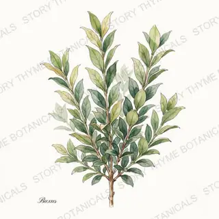 Boxwood — vintage botanical The Plant Library print on a white background