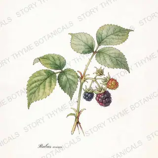 Boysenberry — vintage botanical The Plant Library print on a white background