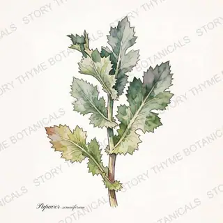 Breadseed Poppy — vintage botanical The Plant Library print on a white background