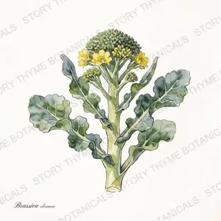 Broccoli — vintage botanical The Plant Library print on a white background