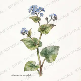 Brunnera (False Forget-Me-Not) — vintage botanical The Plant Library print on a white background