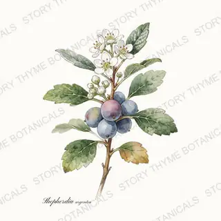 Silver Buffaloberry — vintage botanical The Plant Library print on a white background