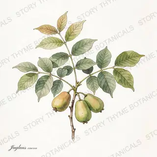 Butternut (White Walnut) — vintage botanical The Plant Library print on a white background