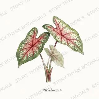 Caladium — vintage botanical The Plant Library print on a white background