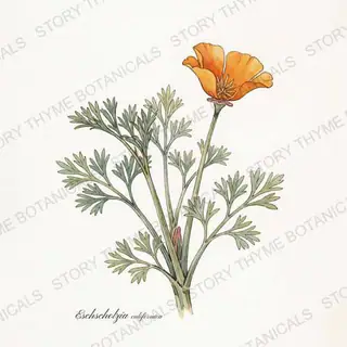 California Poppy — vintage botanical The Plant Library print on a white background
