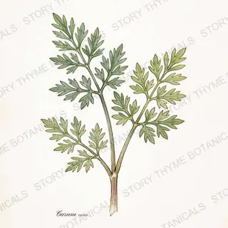 Caraway — vintage botanical The Plant Library print on a white background