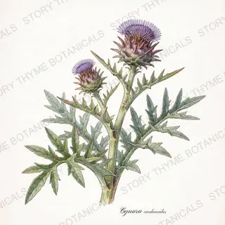 Cardoon — vintage botanical The Plant Library print on a white background