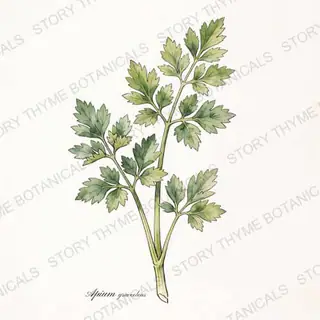 Celery — vintage botanical The Plant Library print on a white background