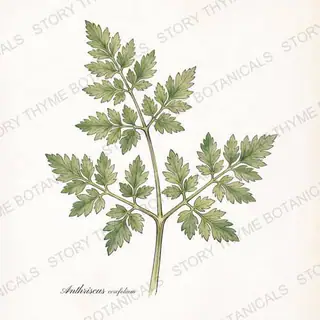 Chervil — vintage botanical The Plant Library print on a white background
