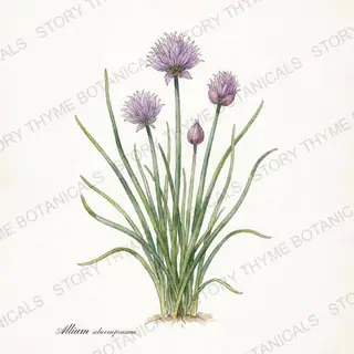 Chives — vintage botanical The Plant Library print on a white background