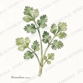 Cilantro / Coriander — vintage botanical The Plant Library print on a white background