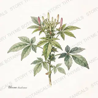 Cleome (Spider Flower) — vintage botanical The Plant Library print on a white background