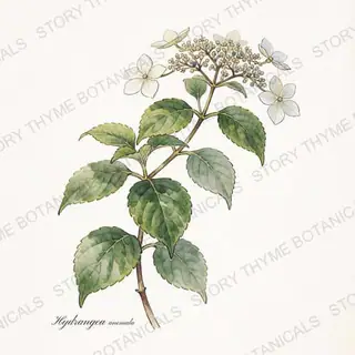 Climbing Hydrangea — vintage botanical The Plant Library print on a white background