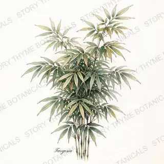Clumping Bamboo (Fargesia) — vintage botanical The Plant Library print on a white background
