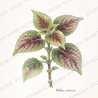 Coleus — vintage botanical The Plant Library print on a white background