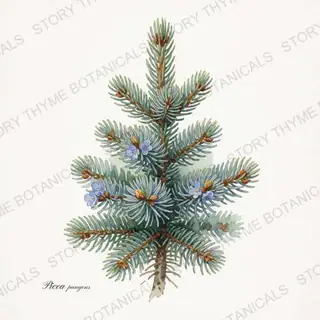 Colorado Blue Spruce — vintage botanical The Plant Library print on a white background