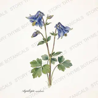 Columbine — vintage botanical The Plant Library print on a white background