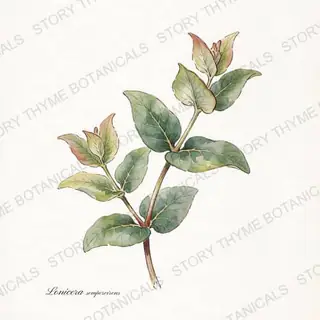 Coral Honeysuckle — vintage botanical The Plant Library print on a white background