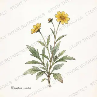 Coreopsis — vintage botanical The Plant Library print on a white background