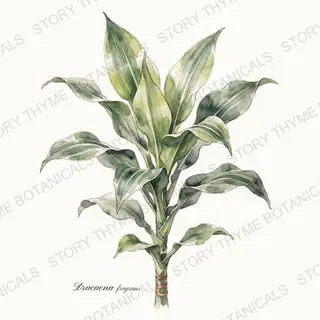 Corn Plant — vintage botanical The Plant Library print on a white background