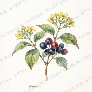 Cornelian Cherry Dogwood — vintage botanical The Plant Library print on a white background