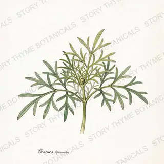 Cosmos — vintage botanical The Plant Library print on a white background