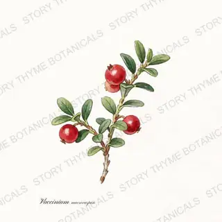 Cranberry — vintage botanical The Plant Library print on a white background