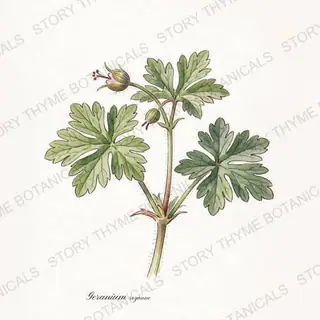 Hardy Geranium (Cranesbill) — vintage botanical The Plant Library print on a white background