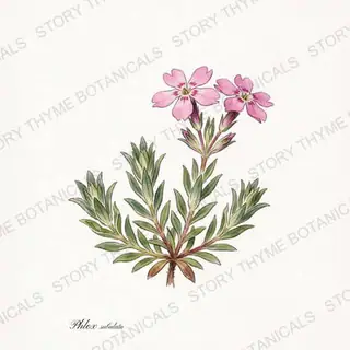Creeping Phlox (Moss Phlox) — vintage botanical The Plant Library print on a white background