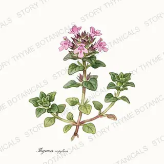 Creeping Thyme — vintage botanical The Plant Library print on a white background