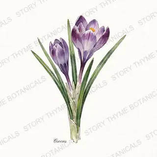 Crocus — vintage botanical The Plant Library print on a white background