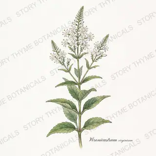Culver's Root — vintage botanical The Plant Library print on a white background