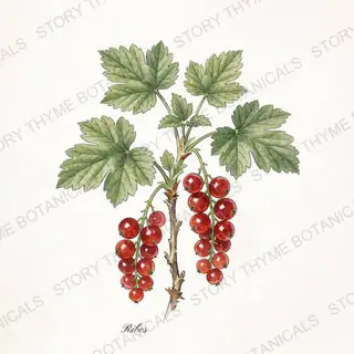 Currant — vintage botanical The Plant Library print on a white background