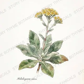 Curry Plant — vintage botanical The Plant Library print on a white background