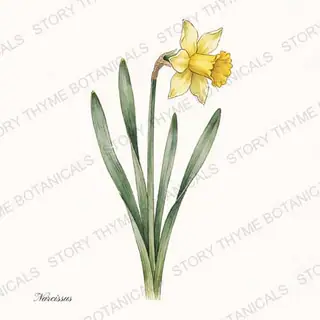 Daffodil — vintage botanical The Plant Library print on a white background