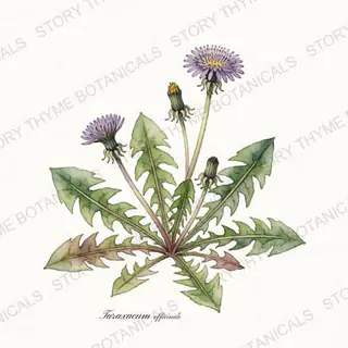 Dandelion (Cultivated) — vintage botanical The Plant Library print on a white background