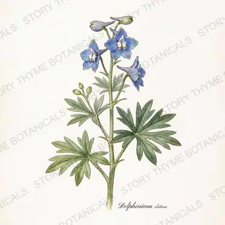 Delphinium — vintage botanical The Plant Library print on a white background