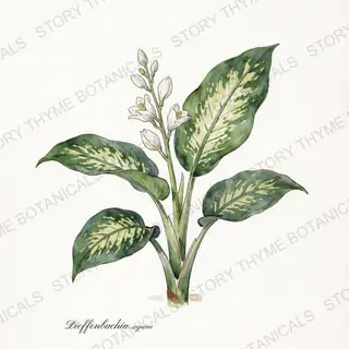Dieffenbachia (Dumb Cane) — vintage botanical The Plant Library print on a white background