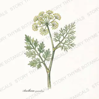 Dill — vintage botanical The Plant Library print on a white background