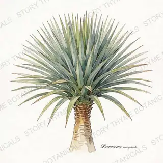 Dragon Tree — vintage botanical The Plant Library print on a white background