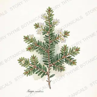 Eastern Hemlock — vintage botanical The Plant Library print on a white background
