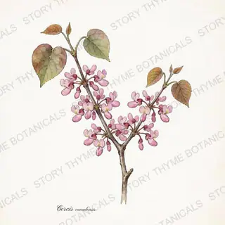 Eastern Redbud — vintage botanical The Plant Library print on a white background