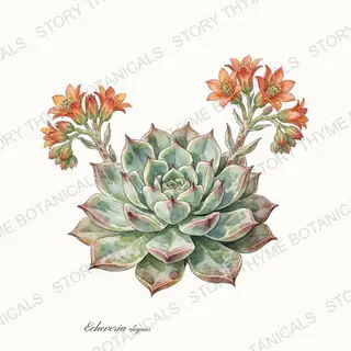 Echeveria — vintage botanical The Plant Library print on a white background