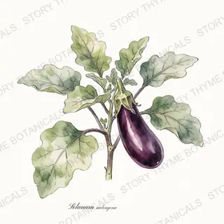 Eggplant — vintage botanical The Plant Library print on a white background
