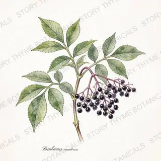 Elderberry — vintage botanical The Plant Library print on a white background